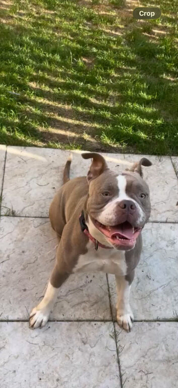 Old tyme bulldog fifth generation pedigree for sale