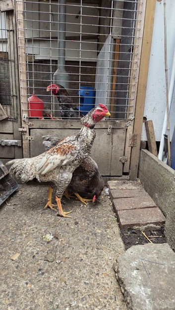 Shamo chicken