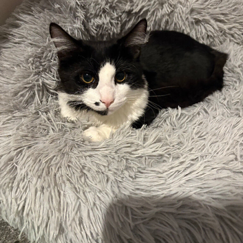 7 month old cat looking for forever home