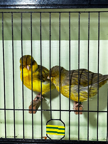 Norwich canary pair