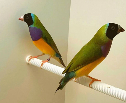 Goldian finches
