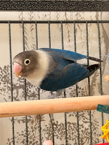 Dark blue lovebird for sale.