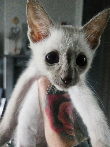 Stunning male rare cinnamon point siamese