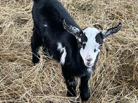 Adorable little Pigmy wether cross