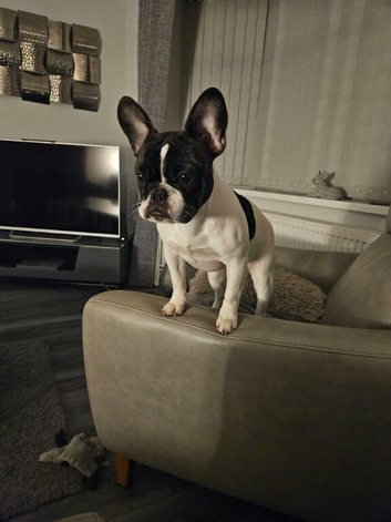 Female Frenchie