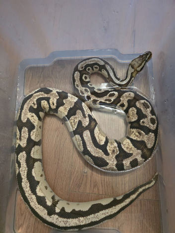 3 ball pythons