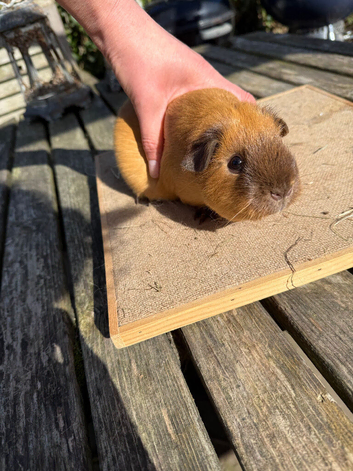 Stunning Californian & Swiss guinea pigs