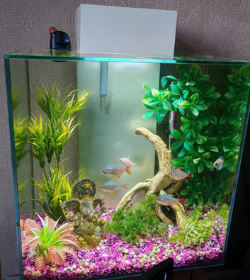 FREE....    Fluval edge fish tank with fish