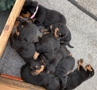 born (22/03/2026)  5 gorgeous chunky boys and  1 beautiful chunky girls are available!