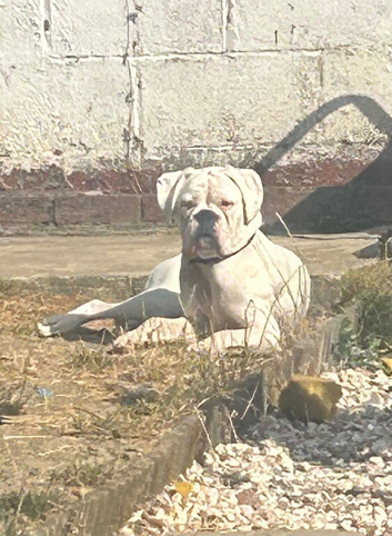 Looking for her forever home!