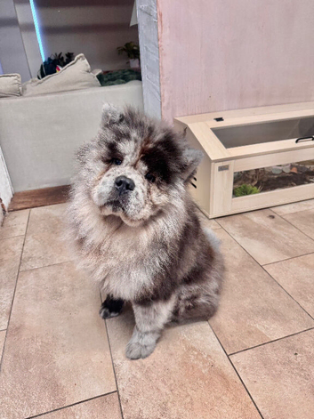 Poe the loving lilac merle chow chow