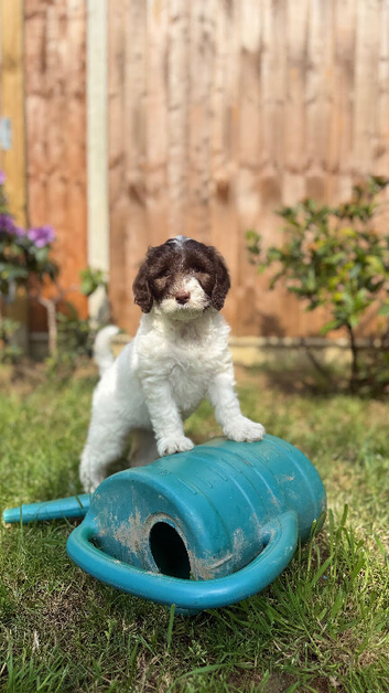 Australian labradoodles - Ready Now