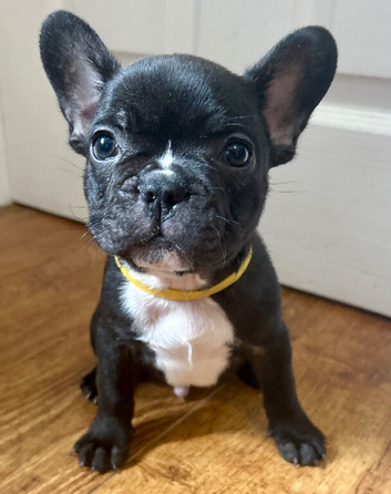 Last French Bulldog Puppy for Sale