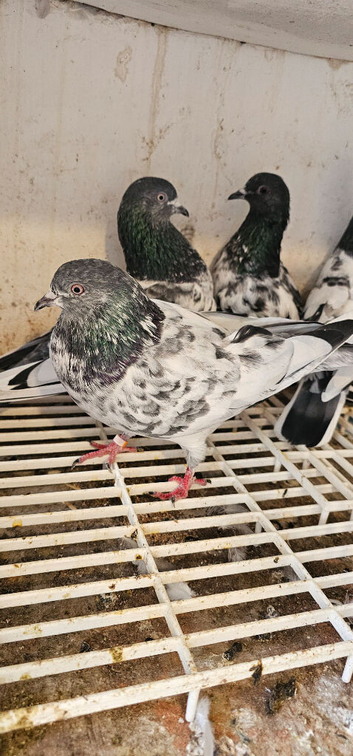 Pakistani highflyer pigeons for sale