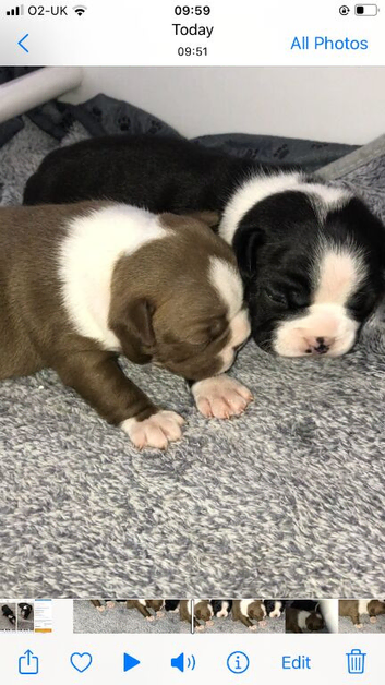 5* pedigree Boston terriers
