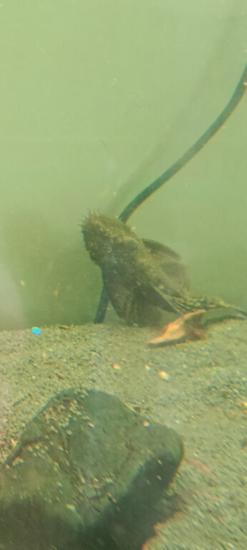 Variety of fish
