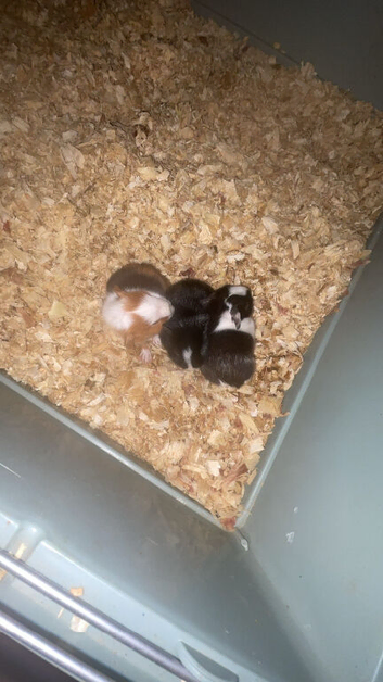 3 baby guinea pigs needing forever homes.