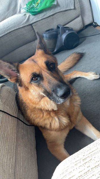 Dog for sale