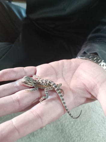 Babies bearded dragons