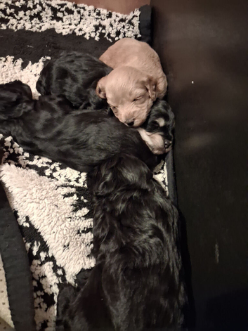 I have 4 Beautiful Cockerpoo x Poodle puppies