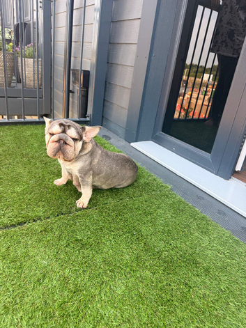Beautiful French Bulldog Puppies &ndash; Healthy, Well Socialised & Ready Soon