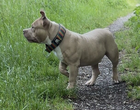 Male American Bully