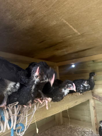 Cockerels and hens for sale