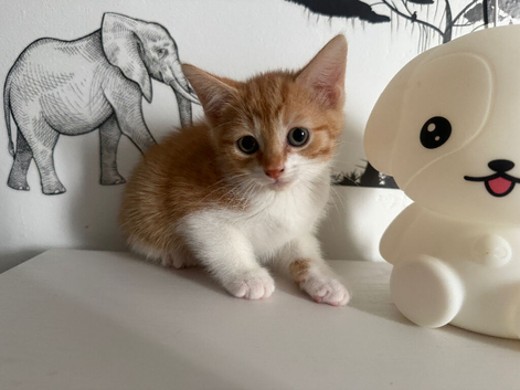 5 lovely kittens left for new homes