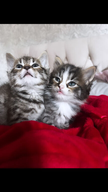 2 female kittens looking for their forever homes .