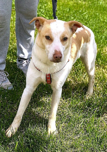FAYE for adoption - A quiet gentleness that touches your heart