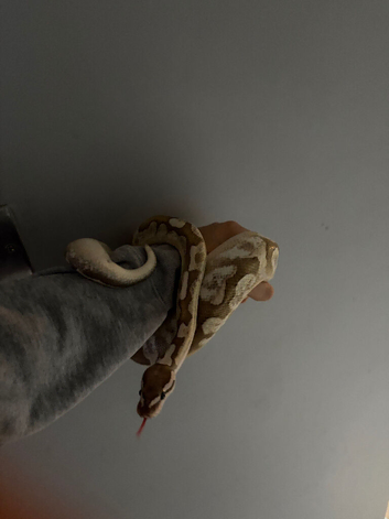 Male royal python
