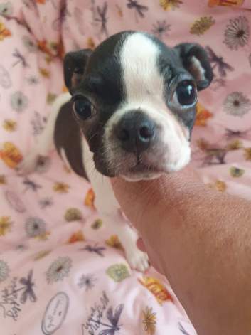1 little Boston terrier boys
