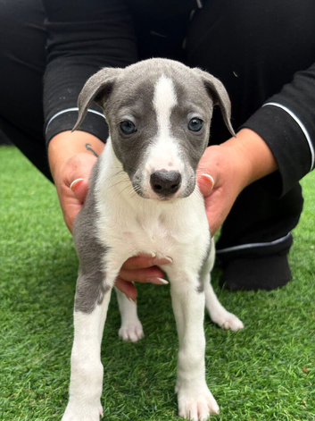 Whippet Puppies