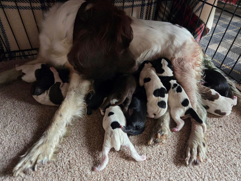 Sprocker Puppies