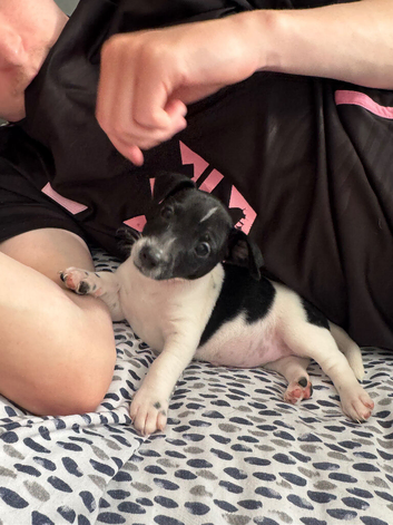 1 male and 1 female jack russell pups