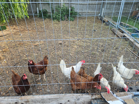 Laying chickens