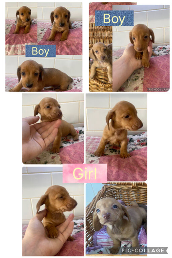 ONLY 3 BEAUTIFUL MINI DACHSHUNDS LEFT