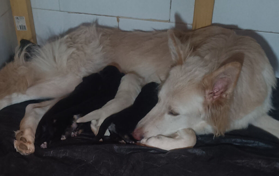 Three girl German shepherd puppies