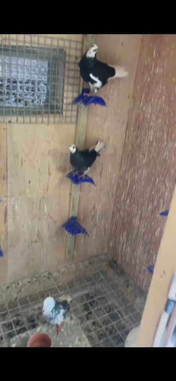Young birds
