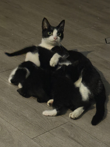 Kittens