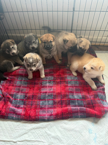 Malamute/sharpei puppies