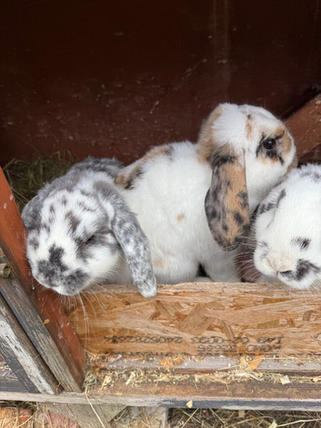 Ready to leave mini lop boy