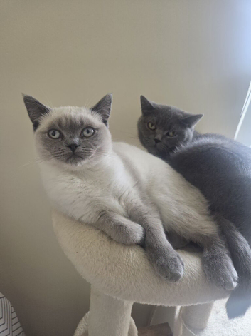 British-shorthair cross ragdoll kitten