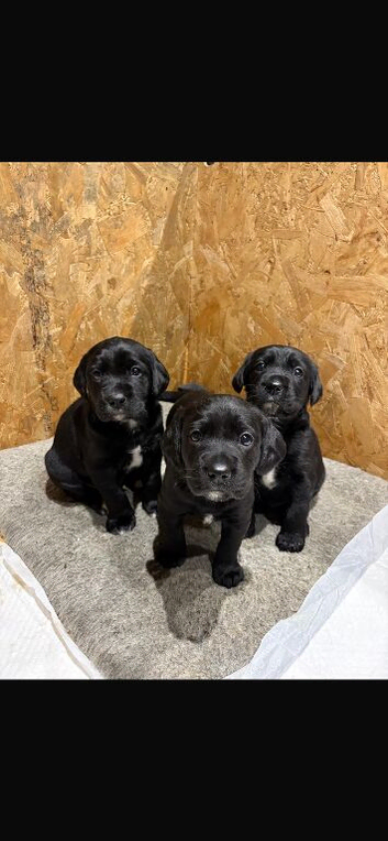 Springador puppies
