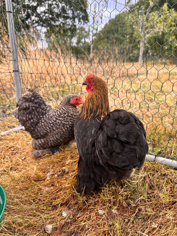 Point of Lay Pekin Bantams