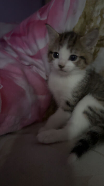 Kittens for sale