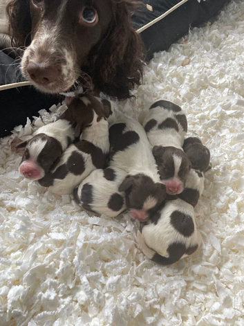 Springer puppies for sale