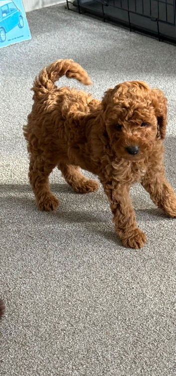 Poodle