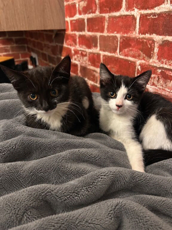 1MALE 1FEMALE KITTENS READY NOW