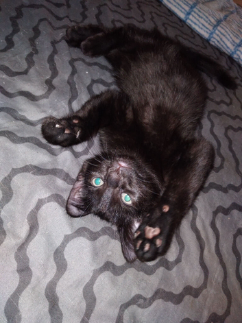 Two male kittens.